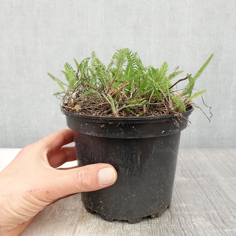 Achillea millefolium Summer Pastel Vaso da 2L/3L esemplare consegnato in primavera