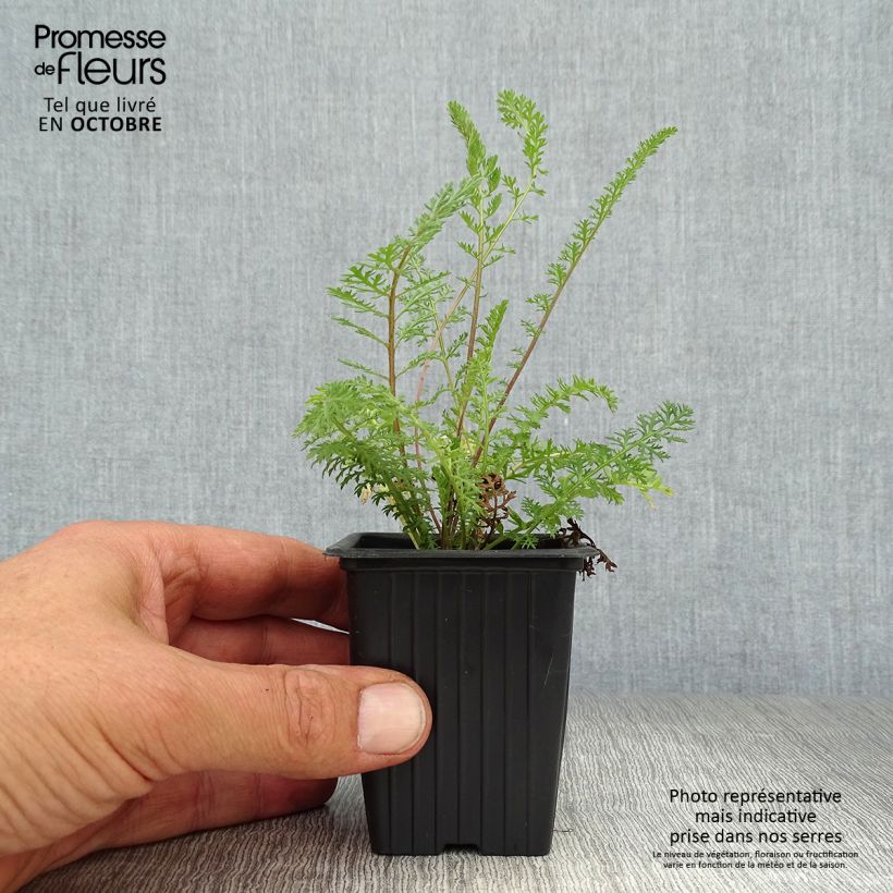 Esemplare di Achillea millefolium Summer Pastel Vasetto da 7/8 cm come consegnato in autunno