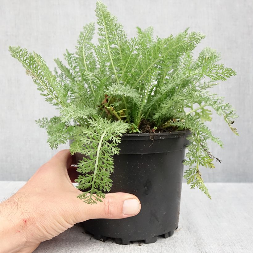 Esemplare di Achillea millefolium Summer Pastel Vaso da 2L/3L come consegnato in autunno