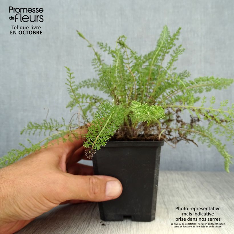 Esemplare di Achillea millefolium Summerwine Vasetto da 8/9 cm come consegnato in autunno