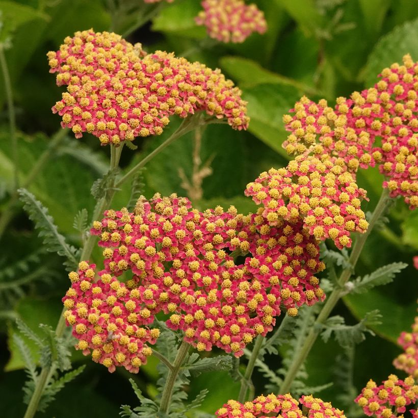 Achillea millefolium Terracotta (Fioritura)