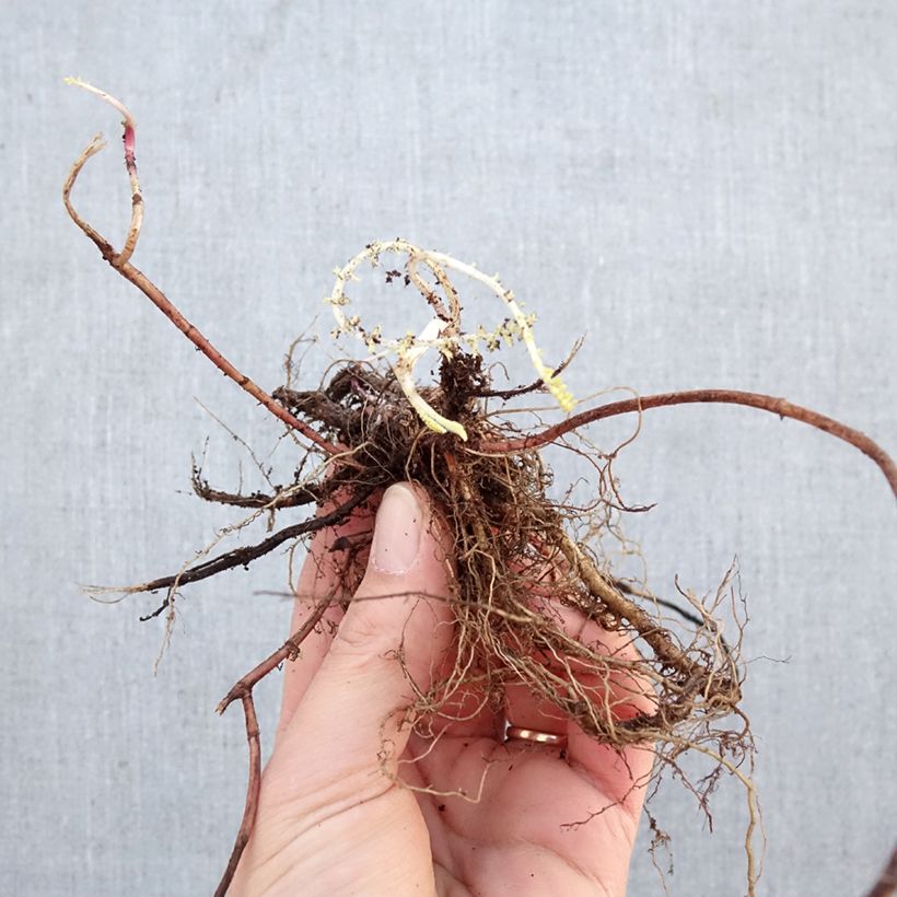 Achillea millefolium Terracotta Piante piccole a radice nuda esemplare consegnato in inverno