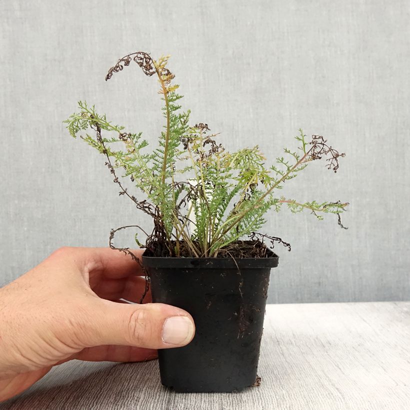 Esemplare di Achillea millefolium Velours Vasetto da 8/9 cm come consegnato in autunno