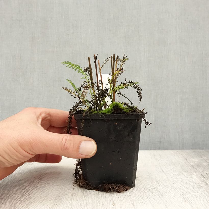 Esemplare di Achillea millefolium Wonderful Wampee Vasetto da 8/9 cm come consegnato in autunno