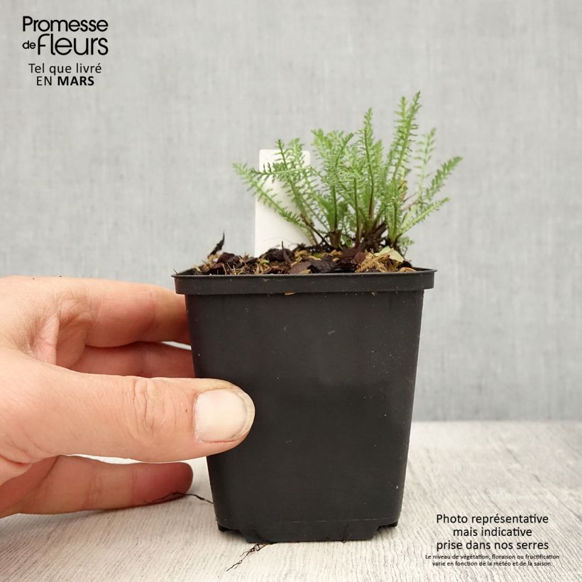 Achillea millefolium Wonderful Wampee Vasetto da 8/9 cm esemplare consegnato in primavera