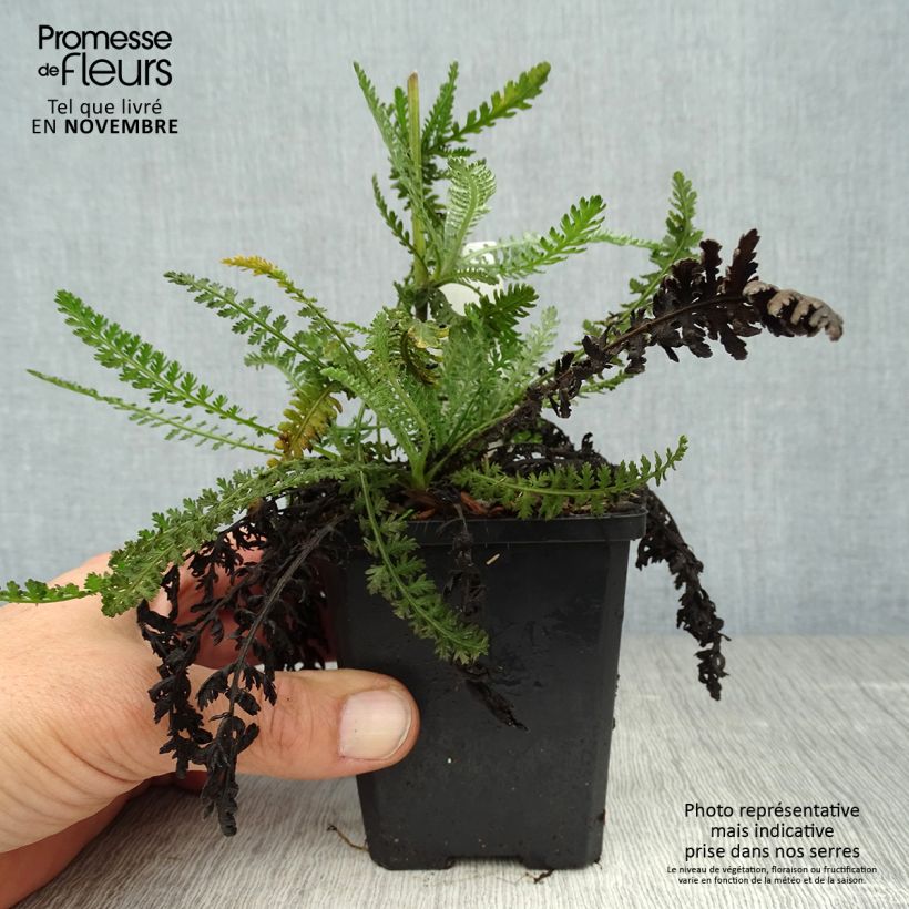 Esemplare di Achillea Moonshine Vasetto da 8/9 cm come consegnato in autunno