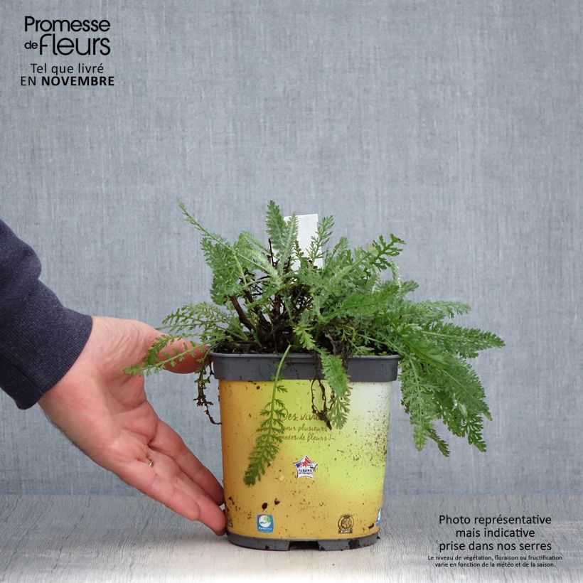 Esemplare di Achillea Moonshine Vaso da 2L/3L come consegnato in autunno