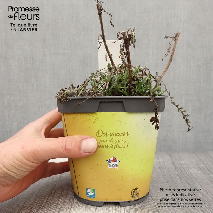 Achillea Moonshine Vaso da 2L/3L esemplare consegnato in inverno