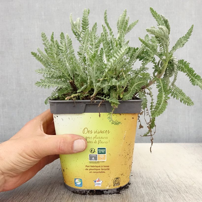Achillea Moonshine Vaso da 2L/3L esemplare consegnato in primavera