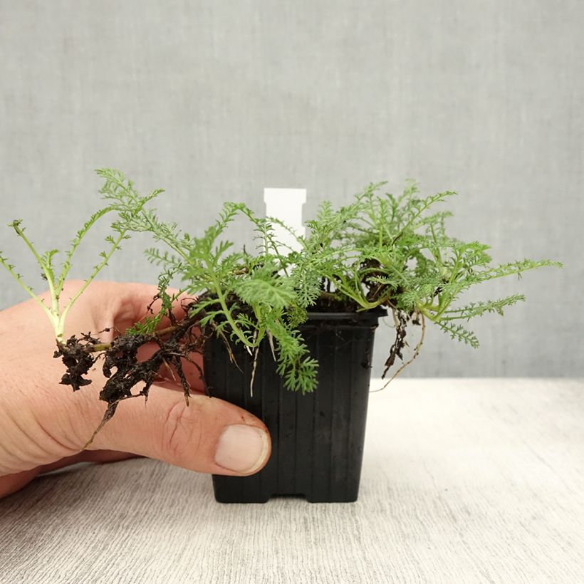 Esemplare di Achillea odorata - Millefoglio Vasetto da 8/9 cm come consegnato in autunno
