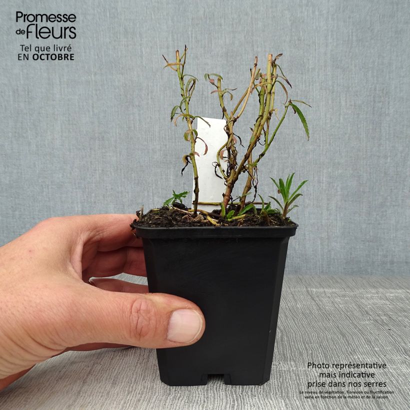 Esemplare di Achillea ptarmica Perry's White Vasetto da 8/9 cm come consegnato in autunno