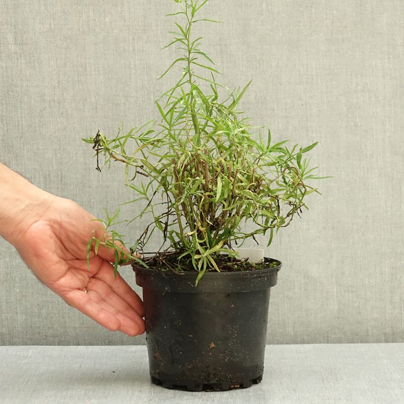 Esemplare di Achillea ptarmica Perry's White Vaso da 2L/3L come consegnato in autunno