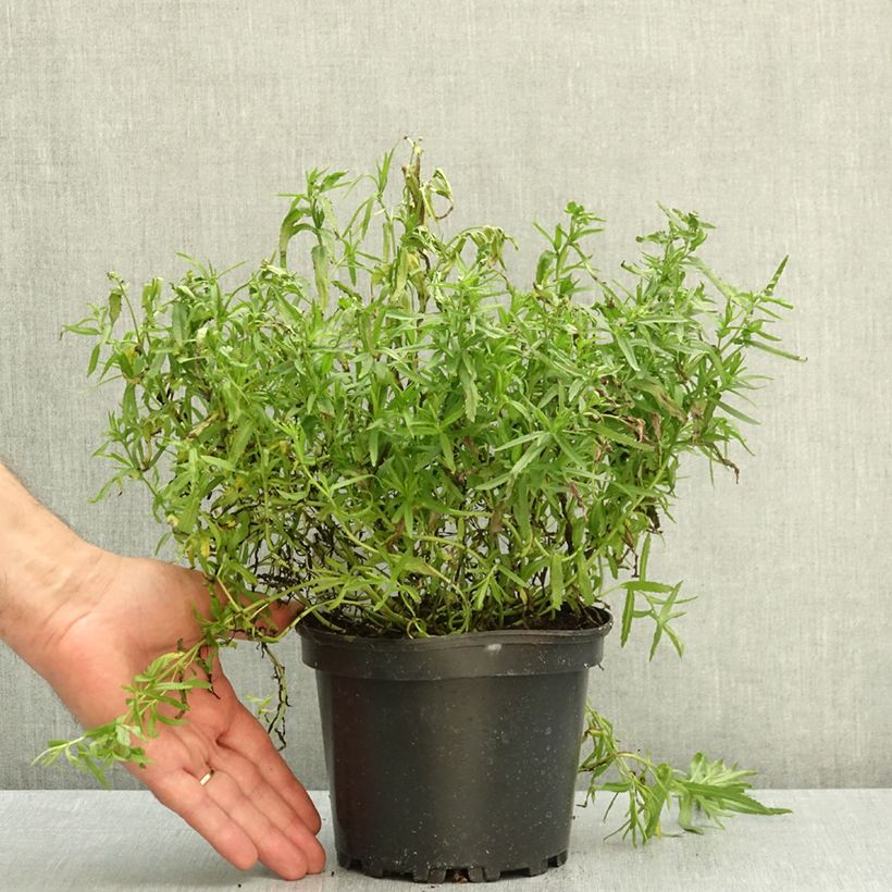 Esemplare di Achillea ptarmica The Pearl Vaso da 2L/3L come consegnato in autunno