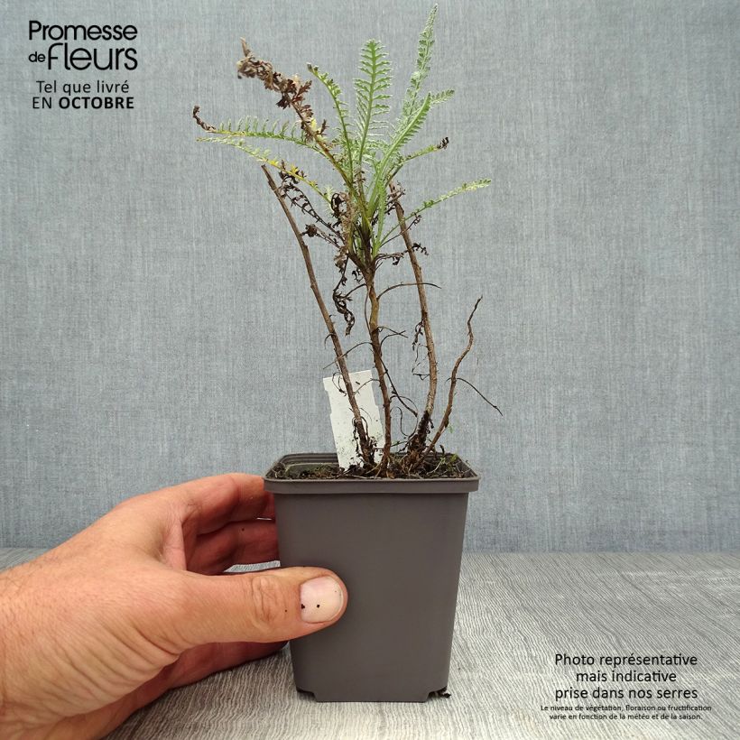 Esemplare di Achillea taygetea Vasetto da 8/9 cm come consegnato in autunno