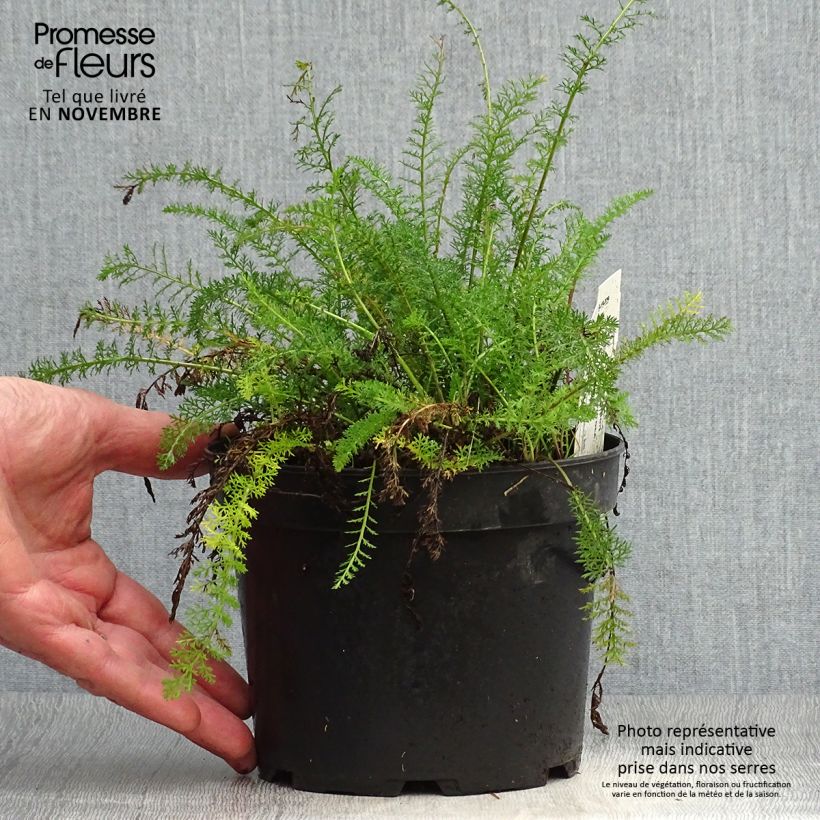 Esemplare di Achillea tomentosa - Millefoglio giallo Vaso da 2L/3L come consegnato in autunno