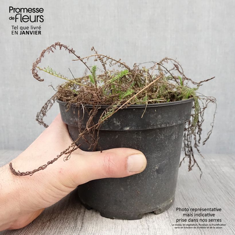 Achillea tomentosa - Millefoglio giallo Vaso da 2L/3L esemplare consegnato in inverno