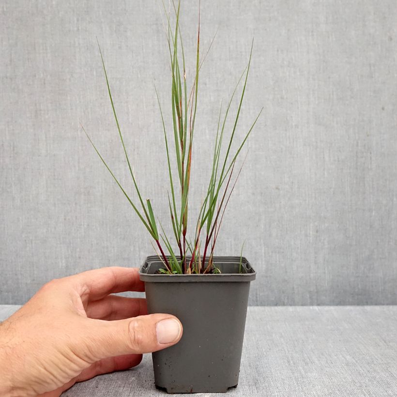 Esemplare di Stipa calamagrostis Allgäu Vasetto da 8/9 cm come consegnato in autunno