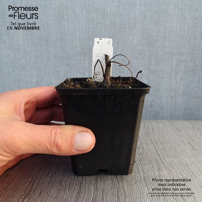 Esemplare di Aconitum napellus Album - Aconito napello Vasetto da 8/9 cm come consegnato in autunno