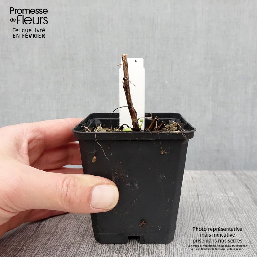 Aconitum napellus Album - Aconito napello Vasetto da 8/9 cm esemplare consegnato in inverno