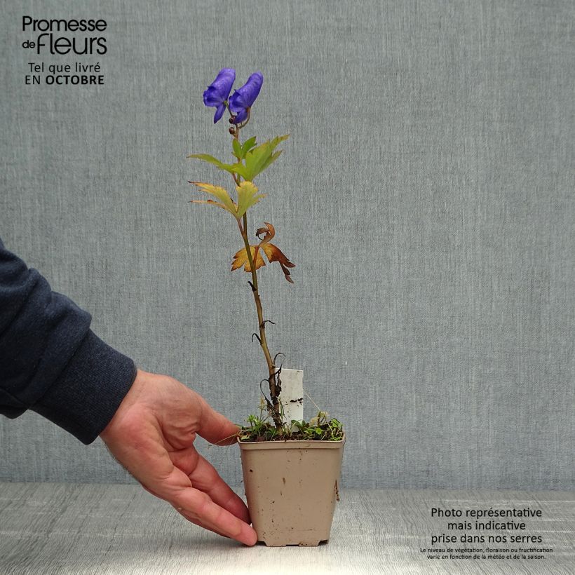 Esemplare di Aconitum carmichaelii Arendsii - Aconito Vasetto da 8/9 cm come consegnato in autunno