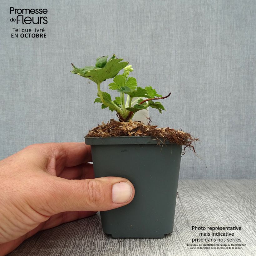 Esemplare di Aconitum septentrionale Ivorine Vasetto da 8/9 cm come consegnato in autunno
