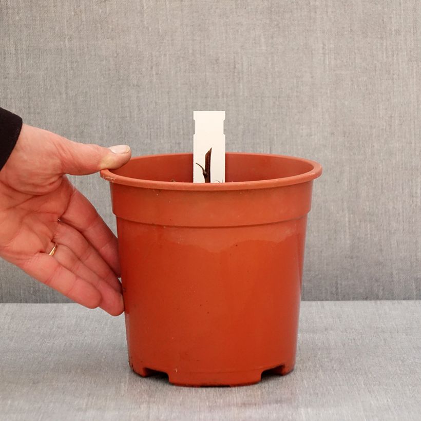 Aconitum fischeri - Aconito Vaso da 2L/3L esemplare consegnato in inverno