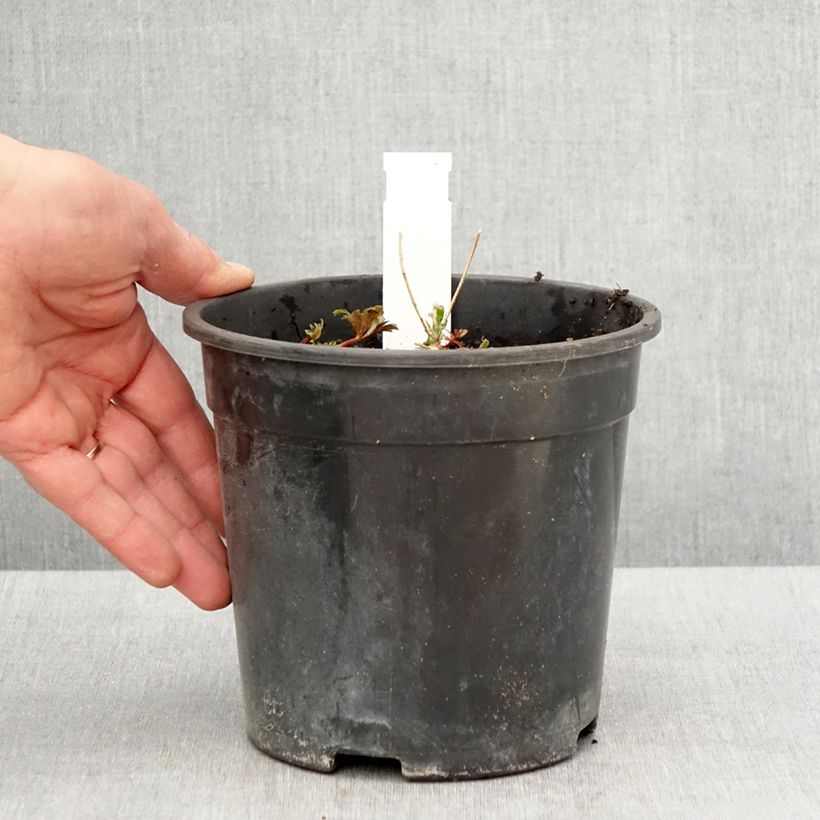 Aconitum fischeri - Aconito Vaso da 2L/3L esemplare consegnato in primavera