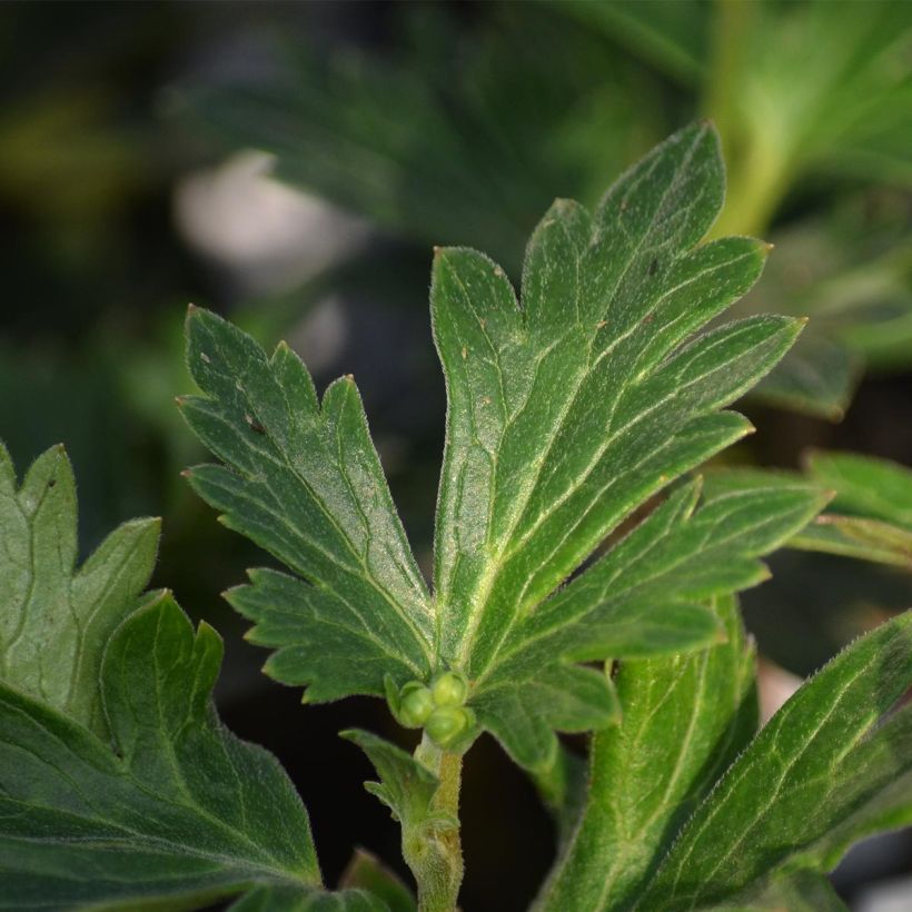Aconitum cammarum Bicolor - Aconito (Fogliame)