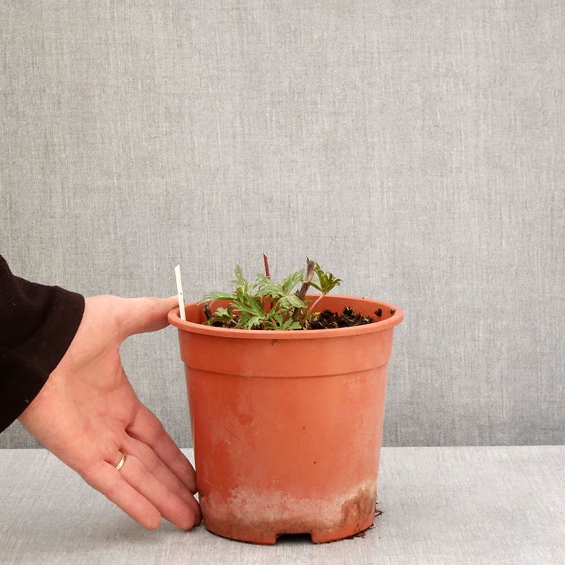 Aconitum carmichaelii Royal Flush - Aconito Vaso da 2L/3L esemplare consegnato in primavera