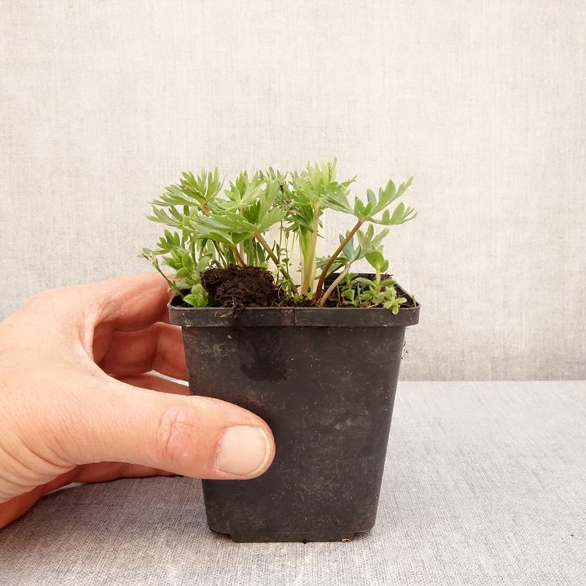 Aconitum napellus subsp. vulgare - Aconito napello Vasetto da 8/9 cm esemplare consegnato in primavera