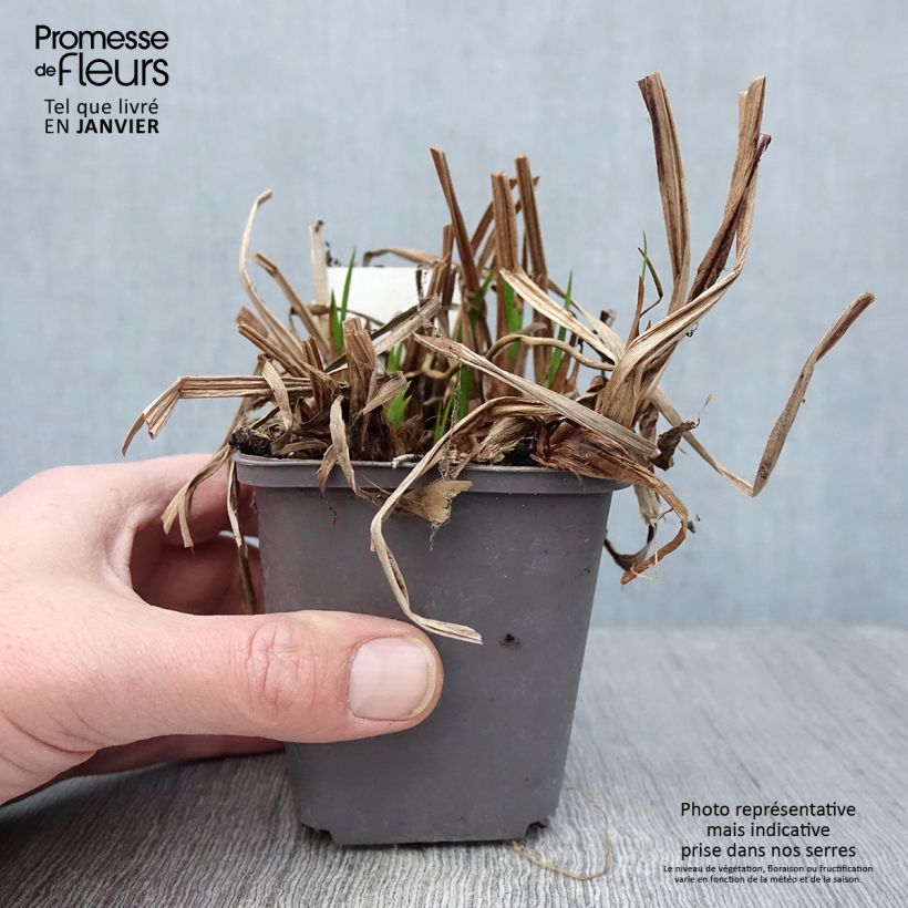 Acorus calamus - Calamo aromatico Vasetto da 8/9 cm esemplare consegnato in inverno