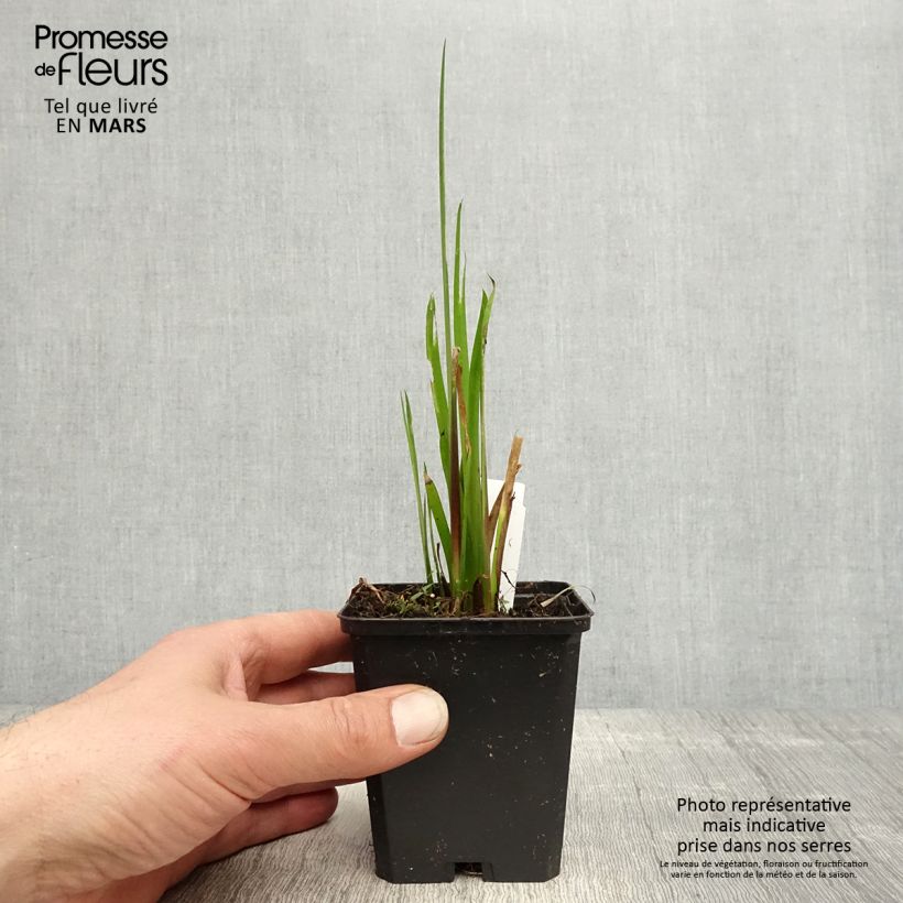 Acorus calamus - Calamo aromatico Vasetto da 8/9 cm esemplare consegnato in primavera