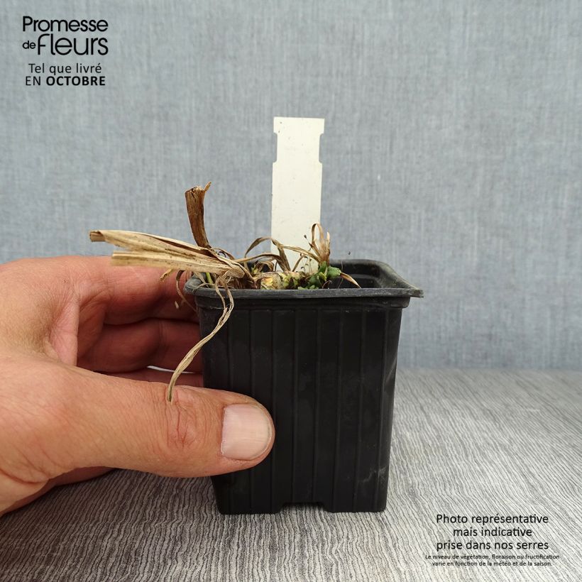Esemplare di Acorus calamus Variegatus - Calamo aromatico Vasetto da 8/9 cm come consegnato in autunno