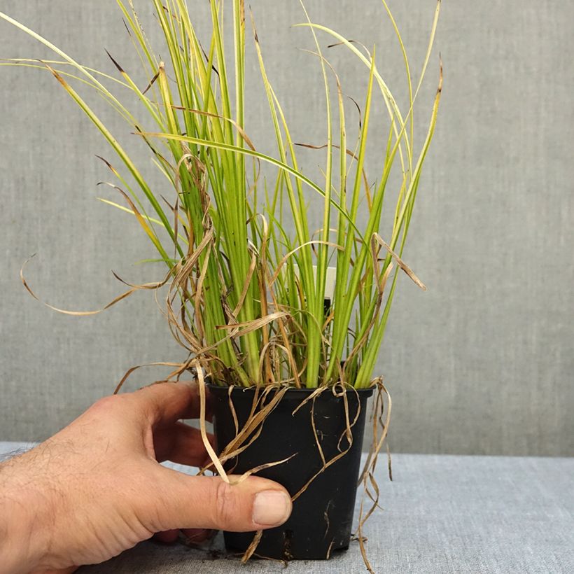 Esemplare di Acorus gramineus - Piccolo calamo Vasetto da 8/9 cm come consegnato in autunno