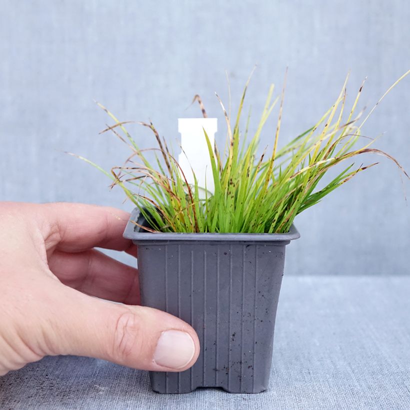 Esemplare di Acorus gramineus Hakuro Nishiki - Piccolo calamo Vasetto da 8/9 cm come consegnato in autunno