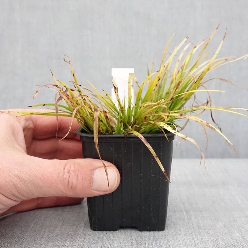 Acorus gramineus Hakuro Nishiki - Piccolo calamo Vasetto da 8/9 cm esemplare consegnato in inverno