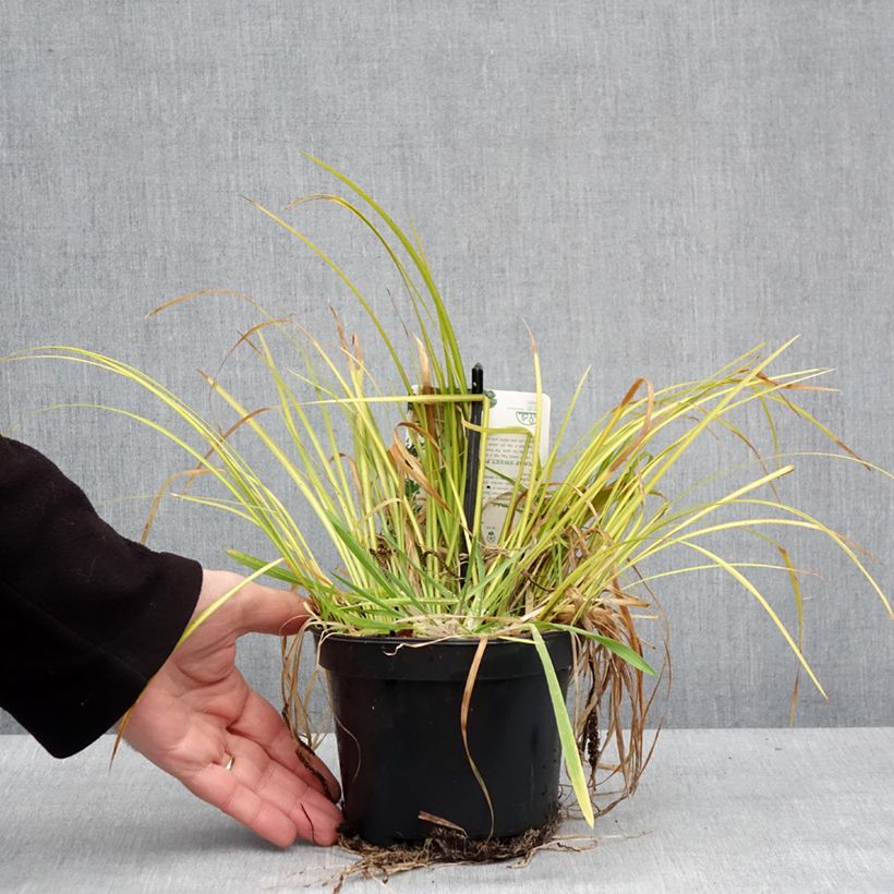 Acorus gramineus Licorice - Piccolo calamo Vaso da 1,5L/2L esemplare consegnato in inverno