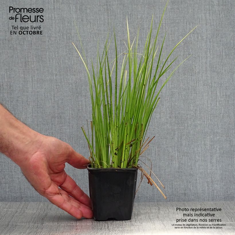 Esemplare di Acorus gramineus Ogon - Piccolo calamo Vasetto da 8/9 cm come consegnato in autunno