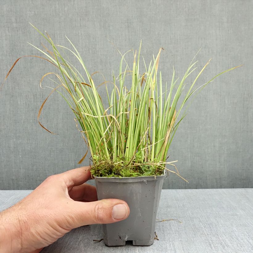 Esemplare di Acorus gramineus Variegatus - Piccolo calamo Vasetto da 8/9 cm come consegnato in autunno