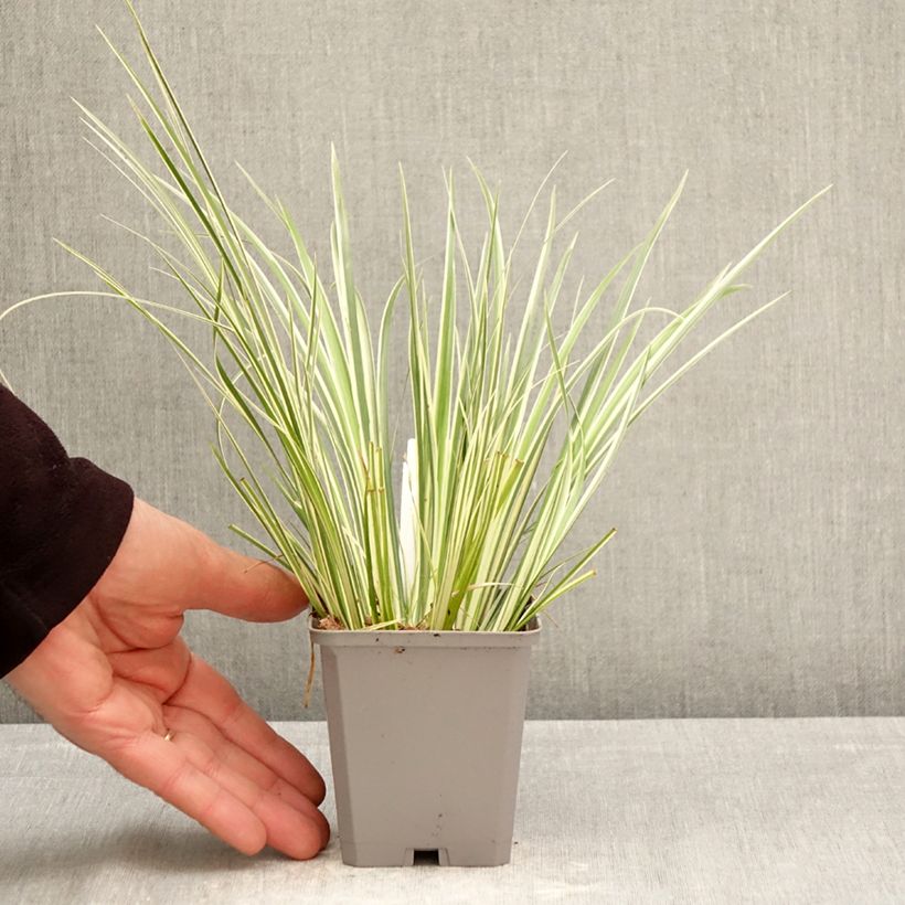Acorus gramineus Variegatus - Piccolo calamo Vasetto da 8/9 cm esemplare consegnato in primavera