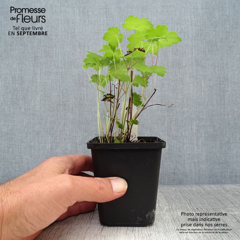 Esemplare di Actaea japonica Cheju-Do - Cimicifuga Vasetto da 8/9 cm come consegnato in autunno