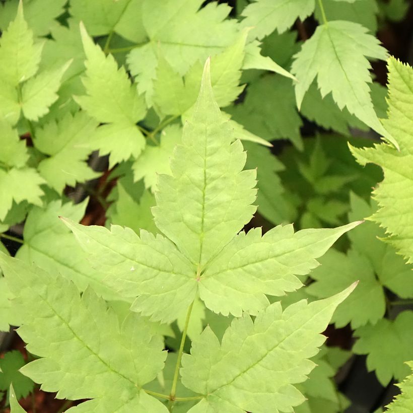 Actaea pachypoda Misty Blue - Occhi di bambola (Fogliame)