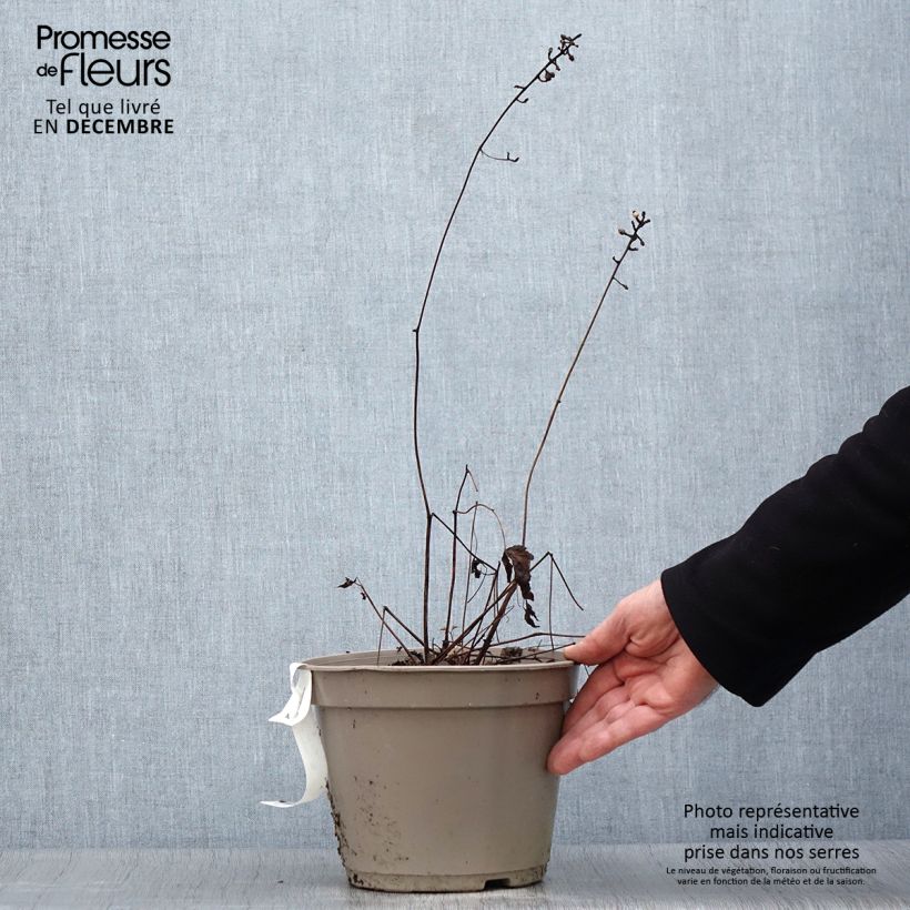 Actaea pachypoda Misty Blue - Occhi di bambola Vaso da 3L/4L esemplare consegnato in inverno