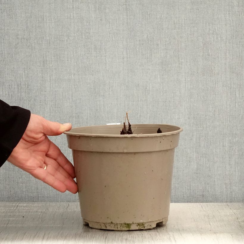 Actaea pachypoda Misty Blue - Occhi di bambola Vaso da 3L/4L esemplare consegnato in primavera