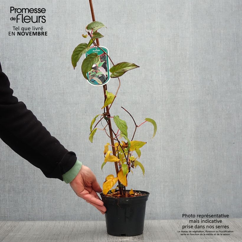 Esemplare di Actinidia pilosula - Kiwi ornamentale Vaso da 2L/3L come consegnato in autunno