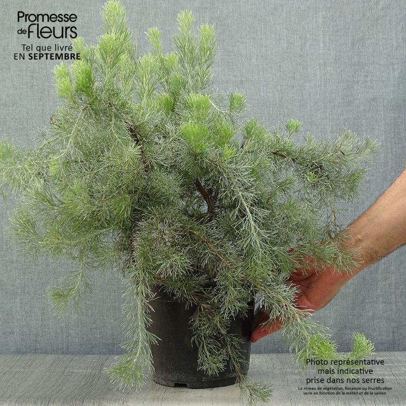 Esemplare di Adenanthos sericeus Vaso da 2L/3L come consegnato in autunno