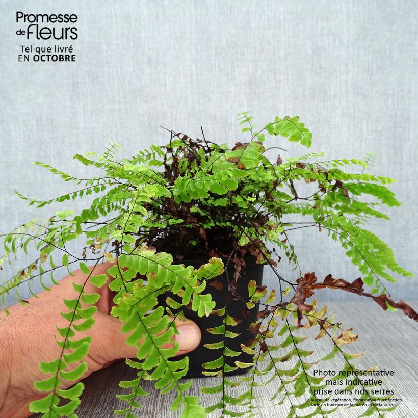 Esemplare di Adiantum aleuticum Imbricatum - Felce capelvenere Vasetto da 8/9 cm come consegnato in autunno