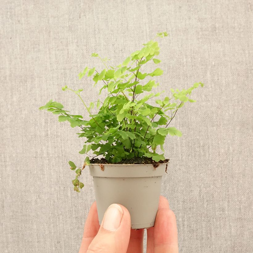 Adiantum Fritz Lüthi - Felce capelvenere mini-pianta esemplare consegnato in primavera