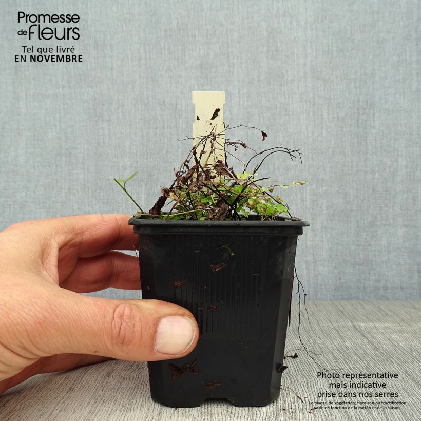 Esemplare di Adiantum pedatum - Felce capelvenere Vasetto da 8/9 cm come consegnato in autunno