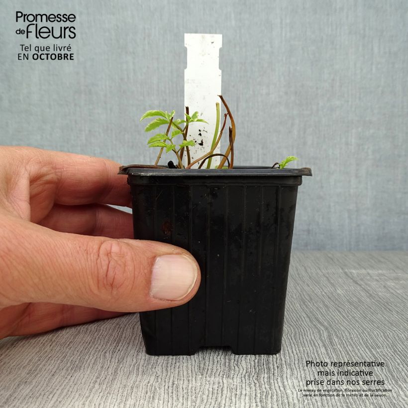 Esemplare di Aegopodium podagraria Variegata - Girardina silvestre Vasetto da 7/8 cm come consegnato in autunno